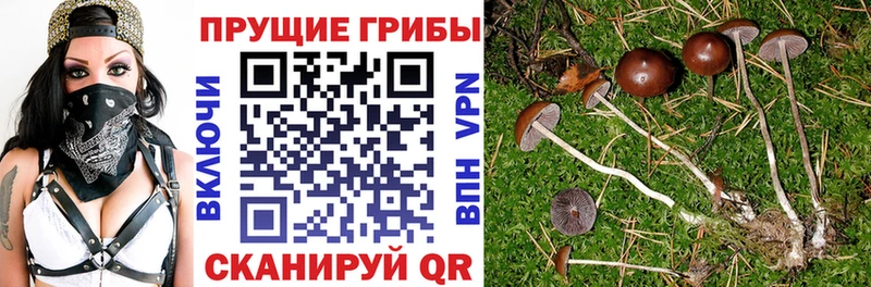 Псилоцибиновые грибы Psilocybine cubensis  Комсомольск 